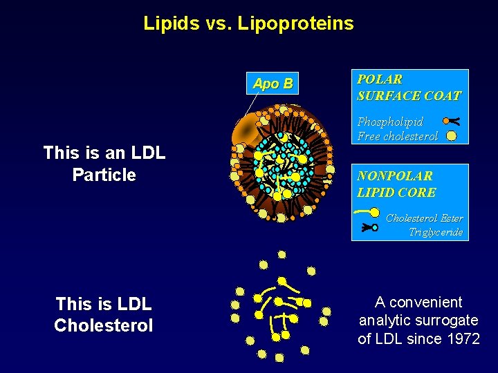Lipids vs. Lipoproteins Apo B This is an LDL Particle POLAR SURFACE COAT Phospholipid