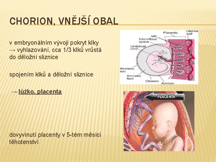 CHORION, VNĚJŠÍ OBAL v embryonálním vývoji pokryt klky → vyhlazování, cca 1/3 klků vrůstá
