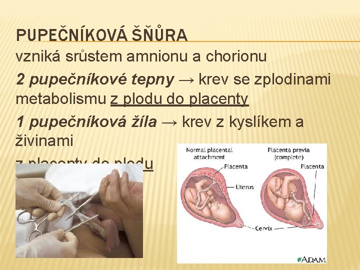 PUPEČNÍKOVÁ ŠŇŮRA vzniká srůstem amnionu a chorionu 2 pupečníkové tepny → krev se zplodinami