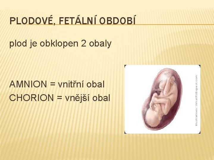 PLODOVÉ, FETÁLNÍ OBDOBÍ plod je obklopen 2 obaly AMNION = vnitřní obal CHORION =