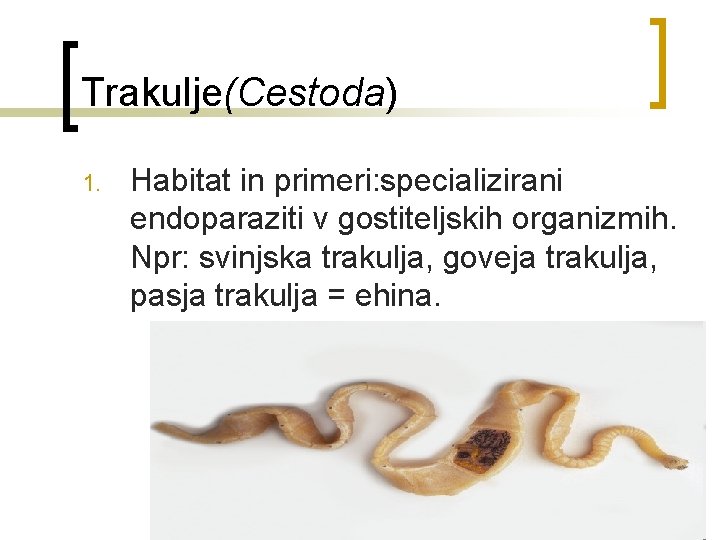 Trakulje(Cestoda) 1. Habitat in primeri: specializirani endoparaziti v gostiteljskih organizmih. Npr: svinjska trakulja, goveja