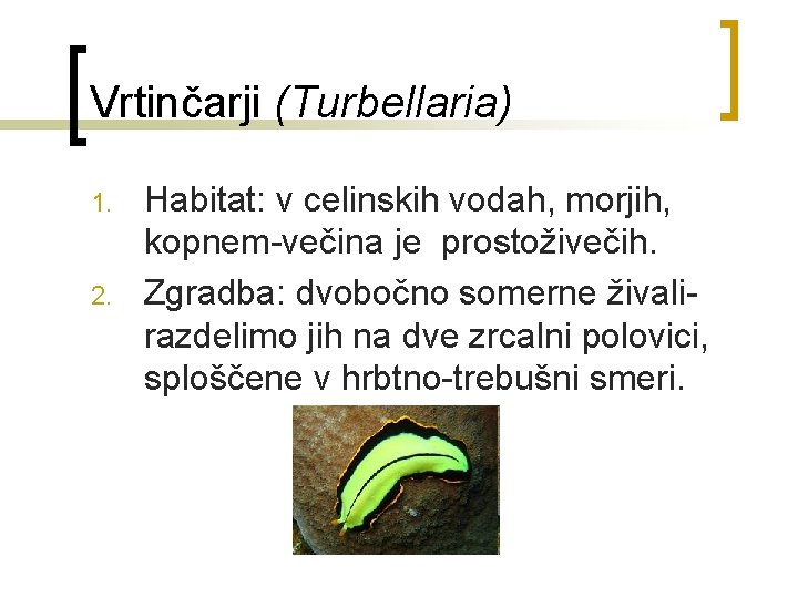 Vrtinčarji (Turbellaria) 1. 2. Habitat: v celinskih vodah, morjih, kopnem-večina je prostoživečih. Zgradba: dvobočno