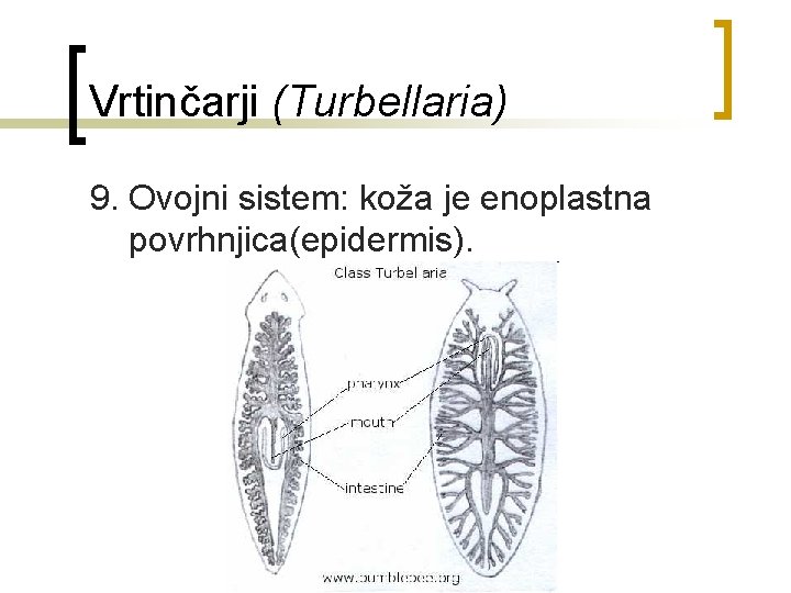 Vrtinčarji (Turbellaria) 9. Ovojni sistem: koža je enoplastna povrhnjica(epidermis). 