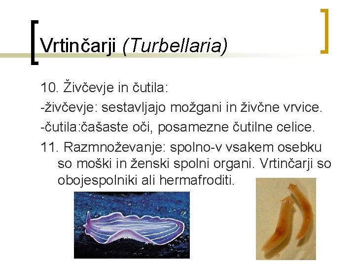 Vrtinčarji (Turbellaria) 10. Živčevje in čutila: -živčevje: sestavljajo možgani in živčne vrvice. -čutila: čašaste