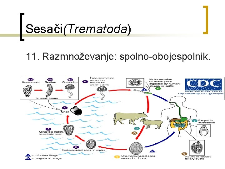 Sesači(Trematoda) 11. Razmnoževanje: spolno-obojespolnik. 