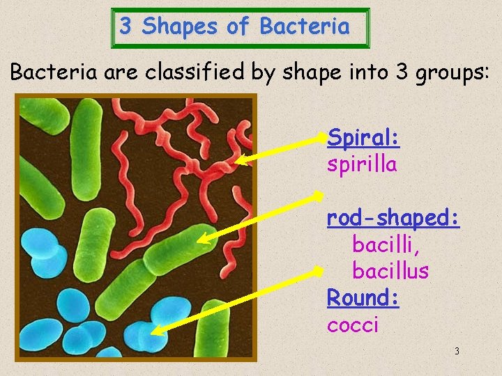 3 Shapes of Bacteria are classified by shape into 3 groups: Spiral: spirilla rod-shaped: