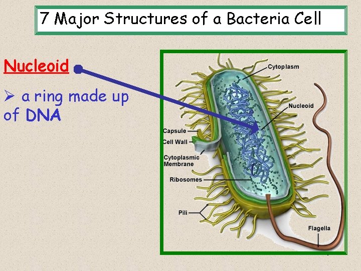 7 Major Structures of a Bacteria Cell Nucleoid Ø a ring made up of