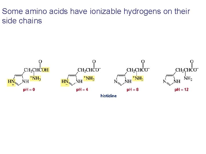 Some amino acids have ionizable hydrogens on their side chains Some amino acids have ionizable hydrogens on their side chains