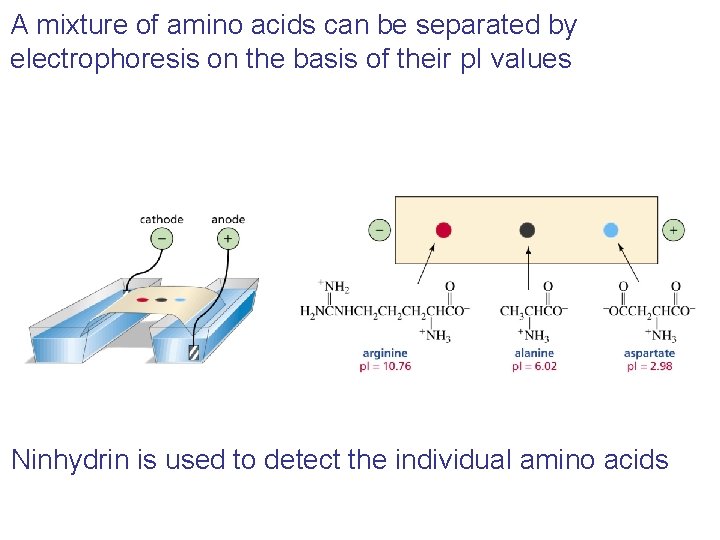 A mixture of amino acids can be separated by electrophoresis on the basis of A mixture of amino acids can be separated by electrophoresis on the basis of