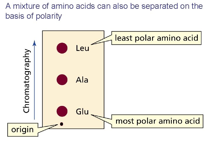 A mixture of amino acids can also be separated on the basis of polarity A mixture of amino acids can also be separated on the basis of polarity