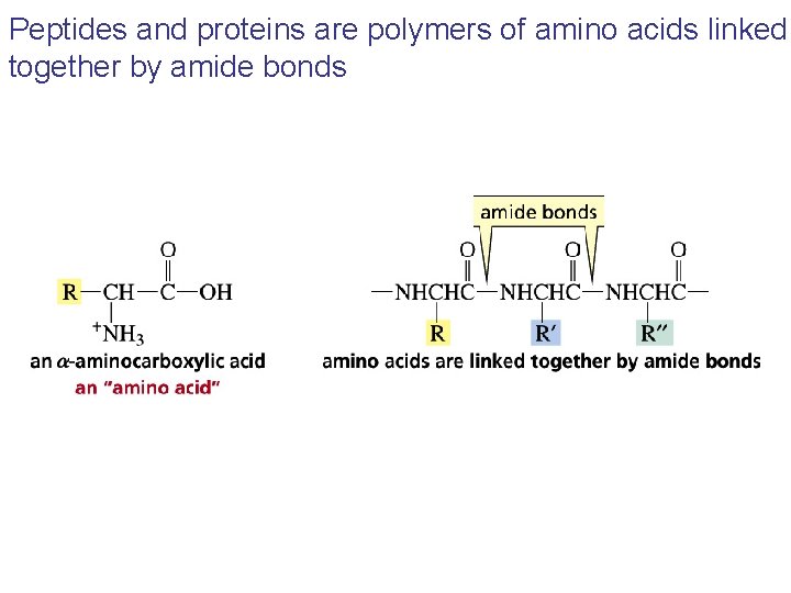 Peptides and proteins are polymers of amino acids linked together by amide bonds Peptides and proteins are polymers of amino acids linked together by amide bonds
