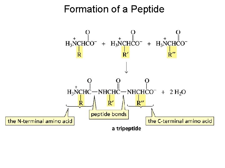 Formation of a Peptide Formation of a Peptide