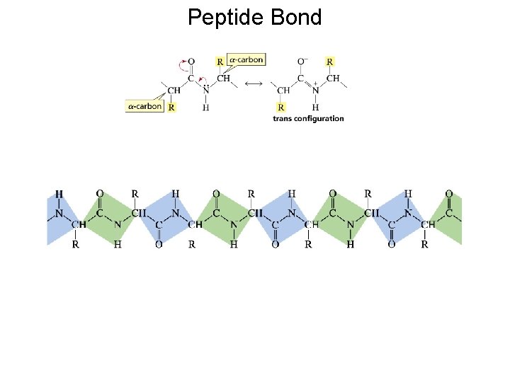 Peptide Bond Peptide Bond