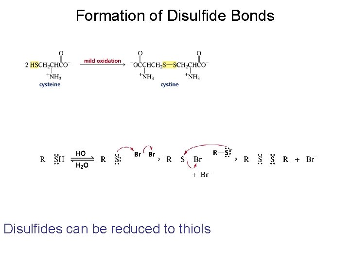 Formation of Disulfide Bonds Disulfides can be reduced to thiols Formation of Disulfide Bonds Disulfides can be reduced to thiols
