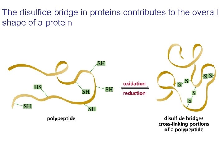 The disulfide bridge in proteins contributes to the overall shape of a protein The disulfide bridge in proteins contributes to the overall shape of a protein
