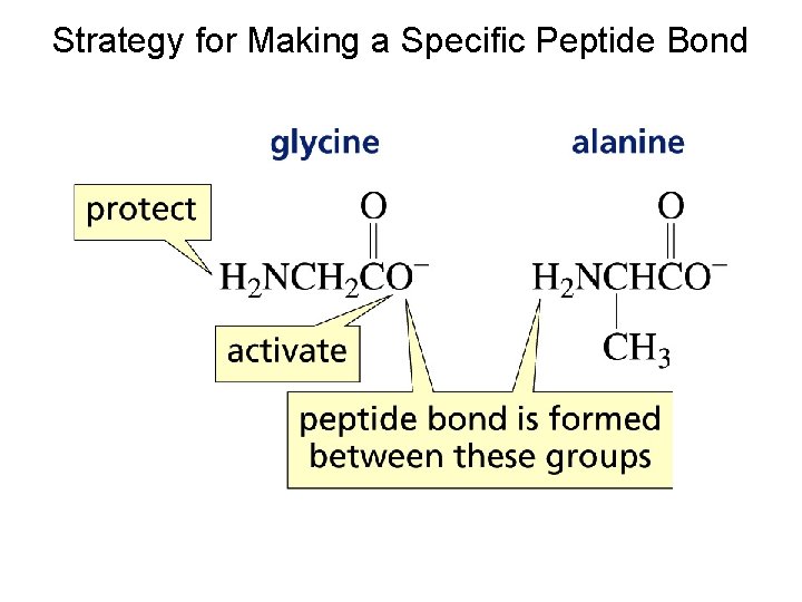 Strategy for Making a Specific Peptide Bond Strategy for Making a Specific Peptide Bond