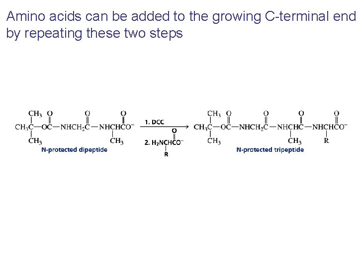 Amino acids can be added to the growing C-terminal end by repeating these two Amino acids can be added to the growing C-terminal end by repeating these two