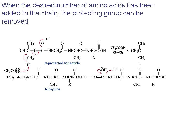 When the desired number of amino acids has been added to the chain, the When the desired number of amino acids has been added to the chain, the