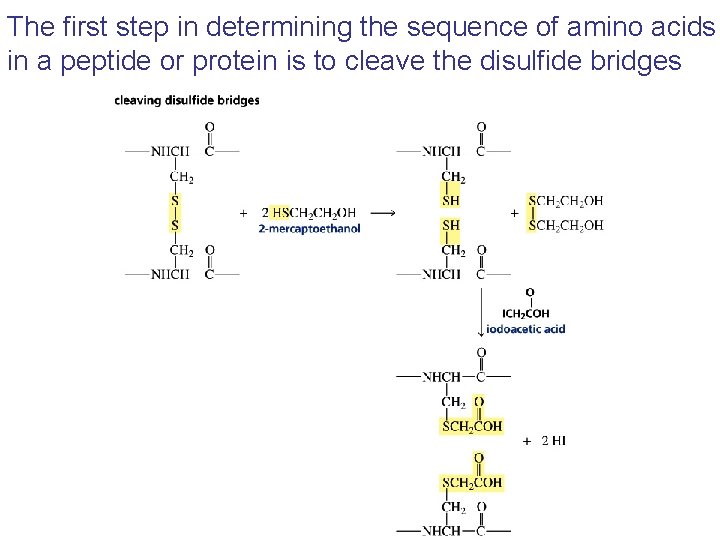 The first step in determining the sequence of amino acids in a peptide or The first step in determining the sequence of amino acids in a peptide or