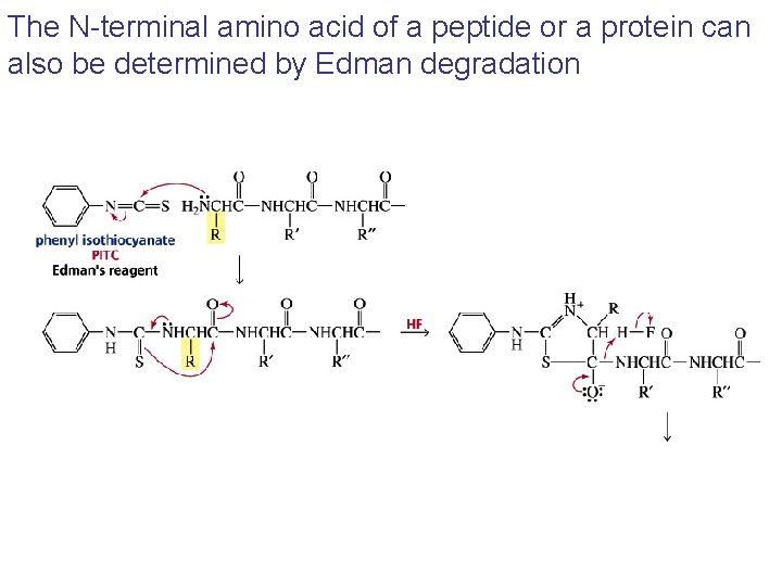 The N-terminal amino acid of a peptide or a protein can also be determined The N-terminal amino acid of a peptide or a protein can also be determined