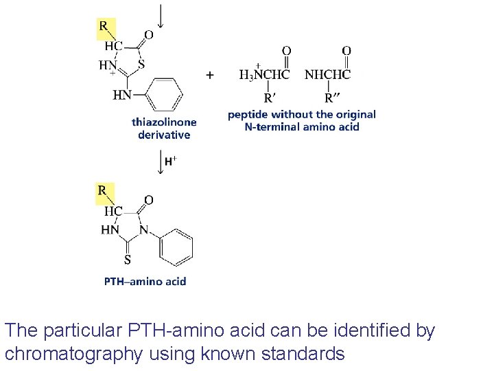 The particular PTH-amino acid can be identified by chromatography using known standards The particular PTH-amino acid can be identified by chromatography using known standards