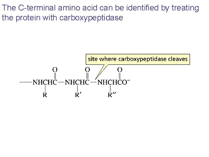 The C-terminal amino acid can be identified by treating the protein with carboxypeptidase The C-terminal amino acid can be identified by treating the protein with carboxypeptidase