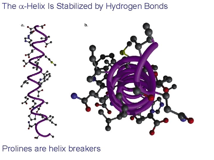 The a-Helix Is Stabilized by Hydrogen Bonds Prolines are helix breakers The a-Helix Is Stabilized by Hydrogen Bonds Prolines are helix breakers