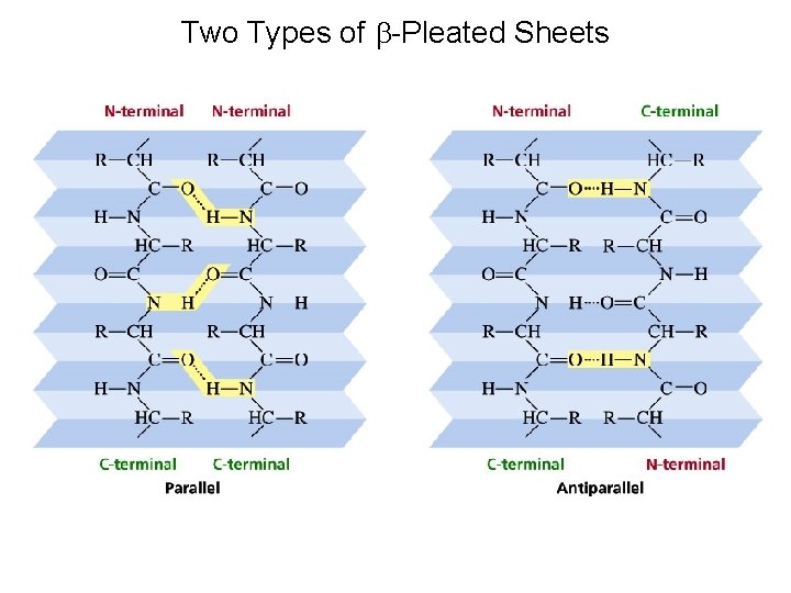 Two Types of b-Pleated Sheets Two Types of b-Pleated Sheets