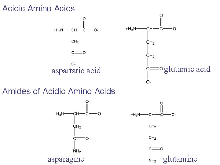 Acidic Amino Acids aspartatic acid glutamic acid Amides of Acidic Amino Acids asparagine glutamine Acidic Amino Acids aspartatic acid glutamic acid Amides of Acidic Amino Acids asparagine glutamine