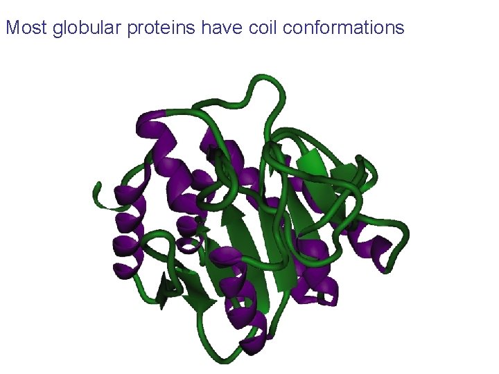 Most globular proteins have coil conformations Most globular proteins have coil conformations