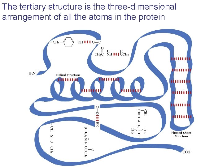 The tertiary structure is the three-dimensional arrangement of all the atoms in the protein The tertiary structure is the three-dimensional arrangement of all the atoms in the protein