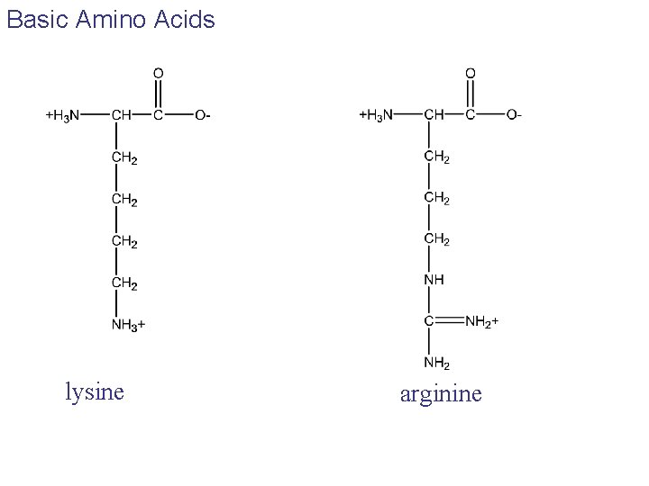 Basic Amino Acids lysine arginine Basic Amino Acids lysine arginine