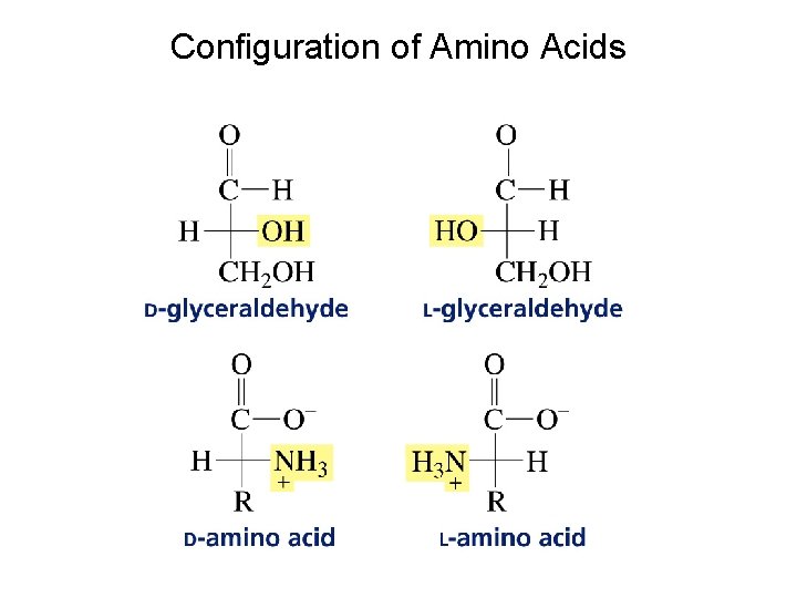 Configuration of Amino Acids Configuration of Amino Acids