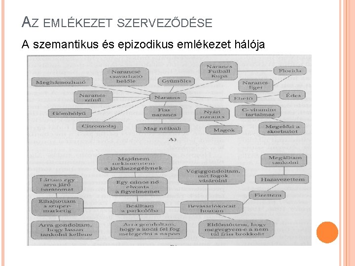 AZ EMLÉKEZET SZERVEZŐDÉSE A szemantikus és epizodikus emlékezet hálója 