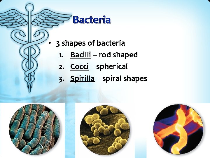 Bacteria • 3 shapes of bacteria 1. Bacilli – rod shaped 2. Cocci –