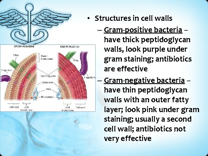  • Structures in cell walls – Gram-positive bacteria – have thick peptidoglycan walls,