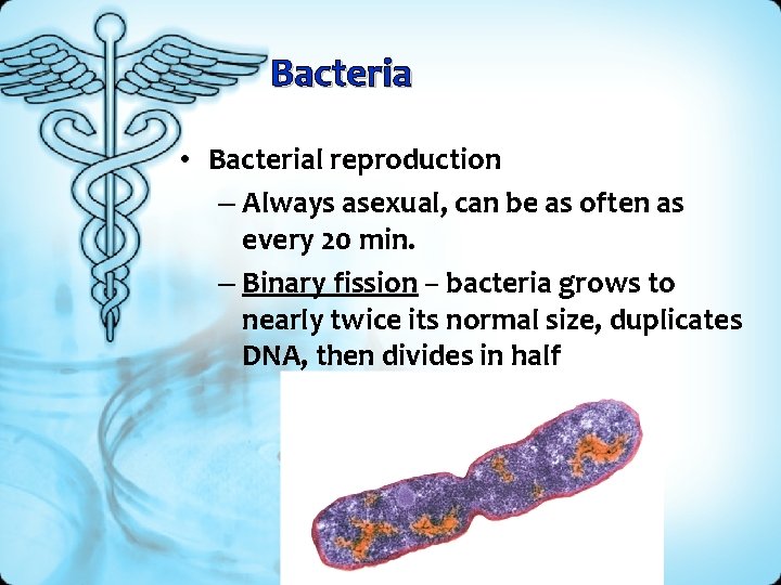 Bacteria • Bacterial reproduction – Always asexual, can be as often as every 20