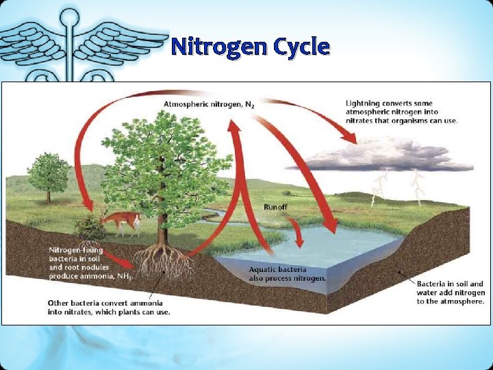 Nitrogen Cycle 