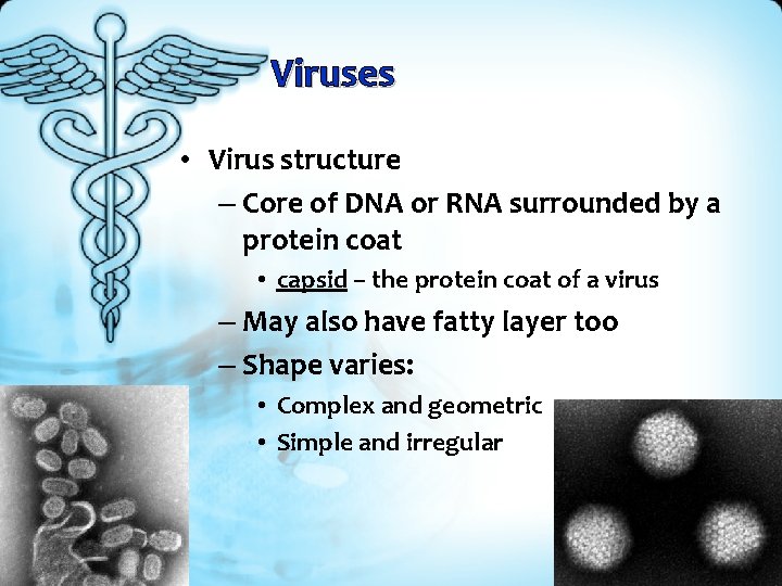 Viruses • Virus structure – Core of DNA or RNA surrounded by a protein