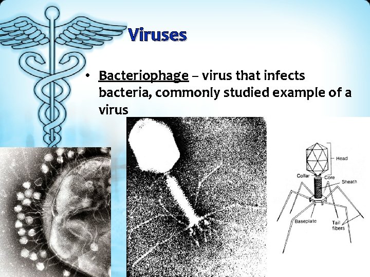 Viruses • Bacteriophage – virus that infects bacteria, commonly studied example of a virus