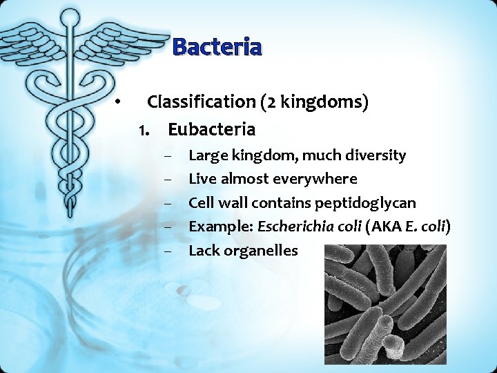 Bacteria • Classification (2 kingdoms) 1. Eubacteria – – – Large kingdom, much diversity