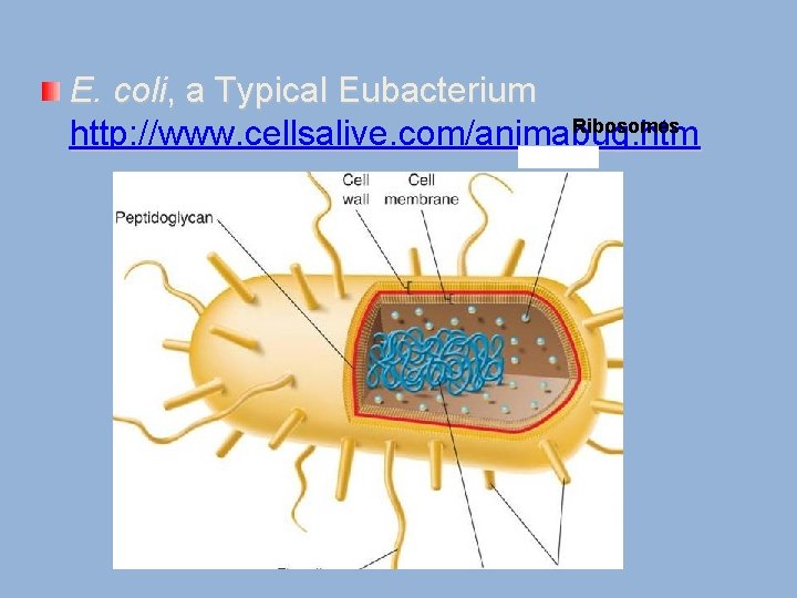 E. coli, a Typical Eubacterium Ribosomes http: //www. cellsalive. com/animabug. htm Flagellum DNA Pili