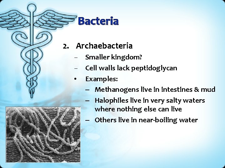 Bacteria 2. Archaebacteria – Smaller kingdom? – Cell walls lack peptidoglycan • Examples: –