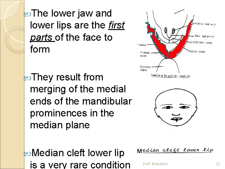  The lower jaw and lower lips are the first parts of the face