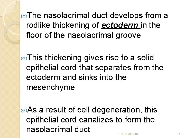  The nasolacrimal duct develops from a rodlike thickening of ectoderm in the floor