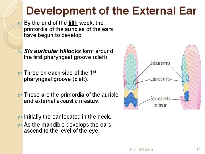 Development of the External Ear By the end of the fifth week, the primordia