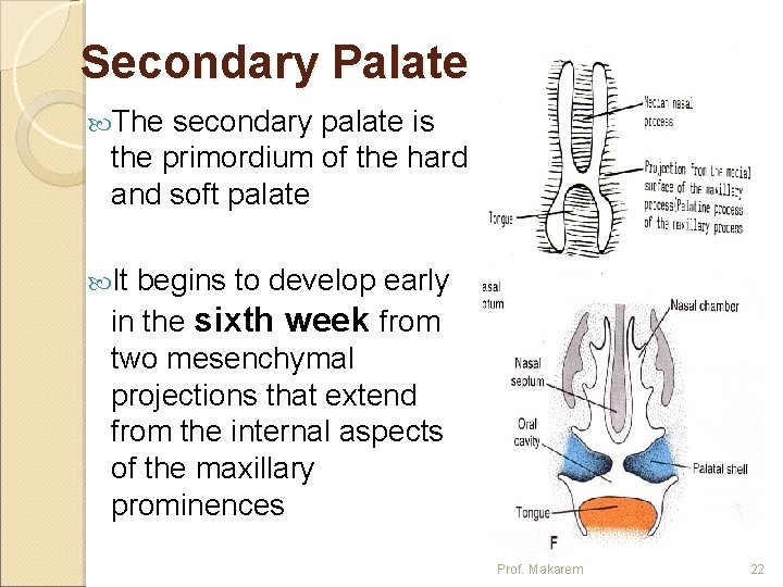 Secondary Palate The secondary palate is the primordium of the hard and soft palate