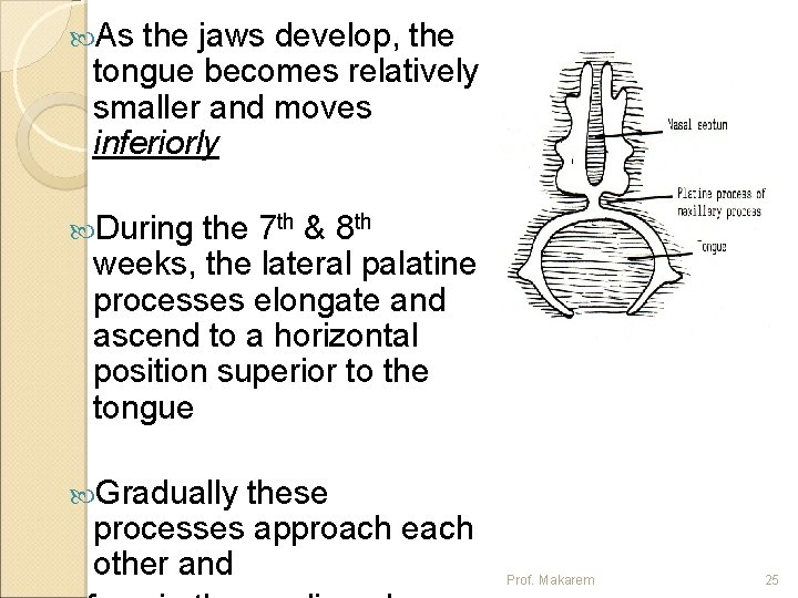  As the jaws develop, the tongue becomes relatively smaller and moves inferiorly During