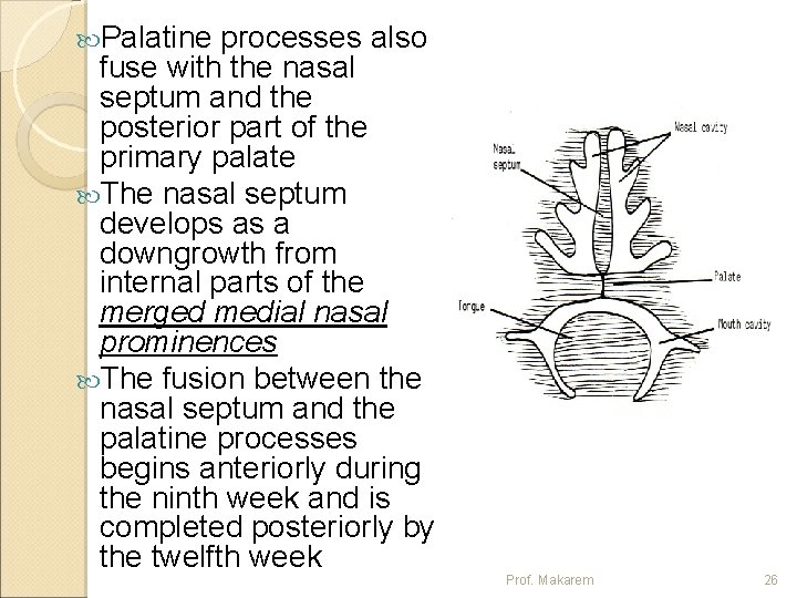  Palatine processes also fuse with the nasal septum and the posterior part of