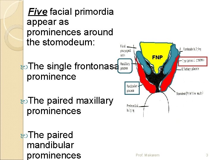 Five facial primordia appear as prominences around the stomodeum: FNP The single frontonasal prominence